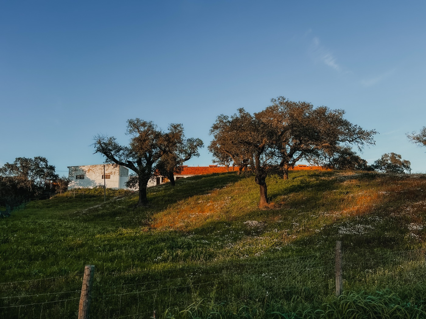 Real-world assets — the cork oak landscape of Traditional Dream Factory