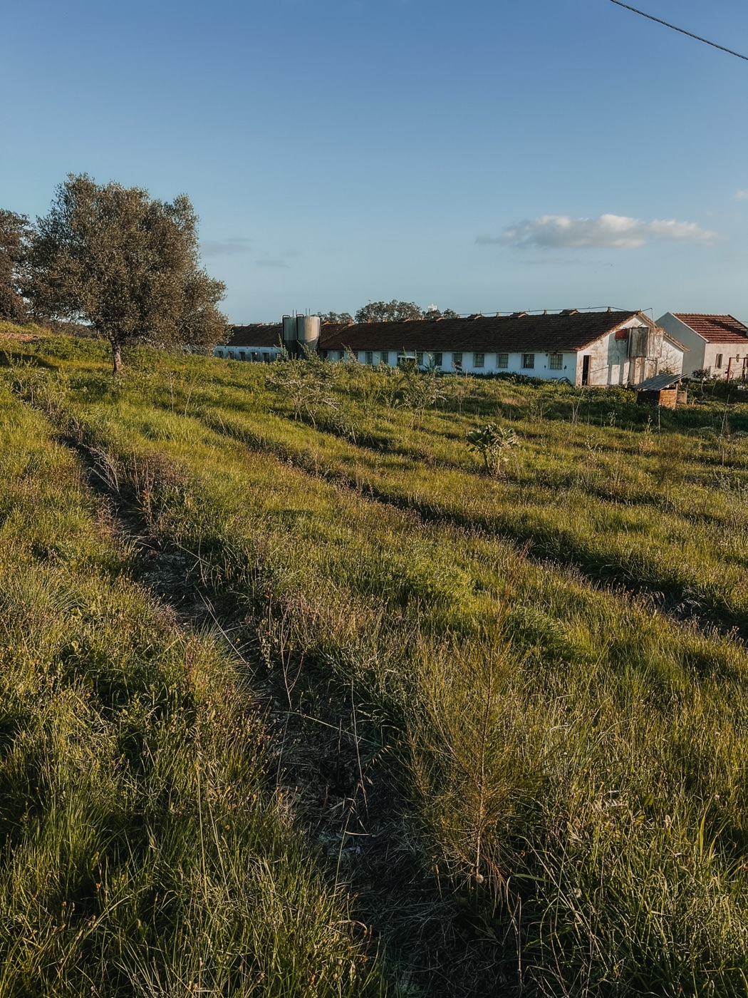 Regenerative finance supporting ecological restoration at Traditional Dream Factory