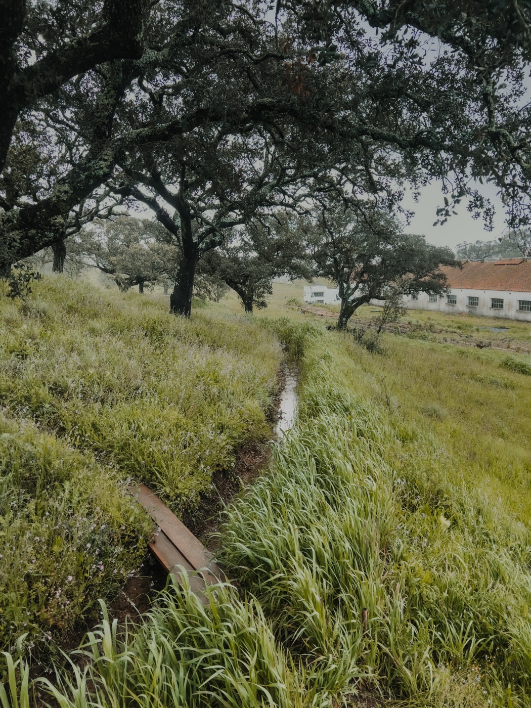 Ancient cork oaks and flowing water — land held in perpetual commons