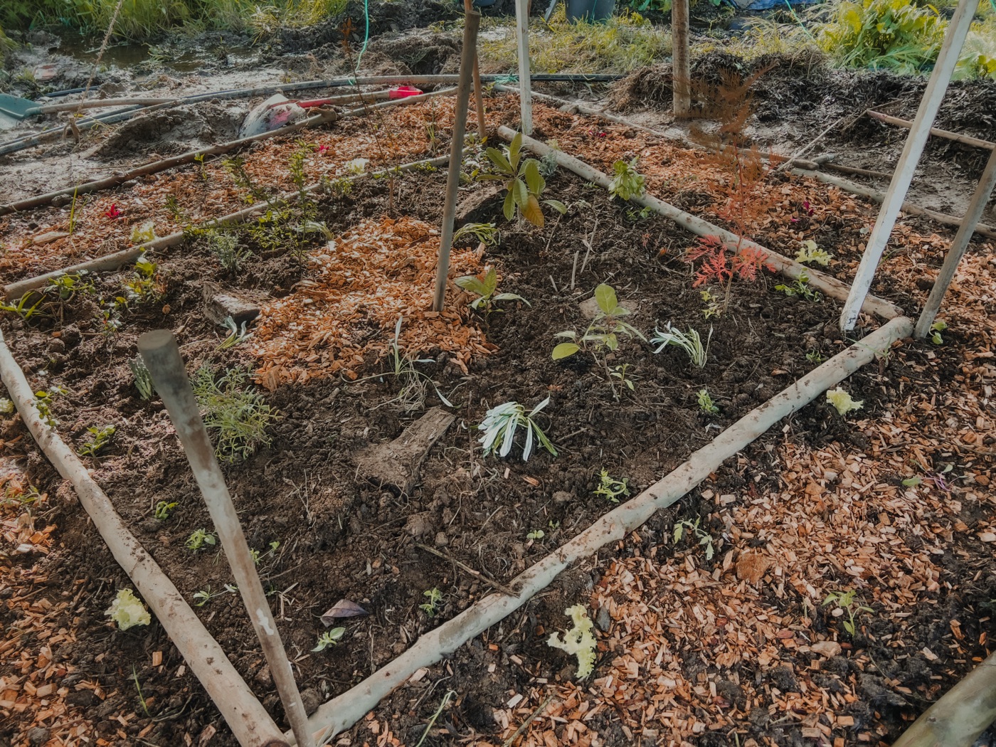Nursery plantings and seedbeds for regenerative agriculture at Traditional Dream Factory