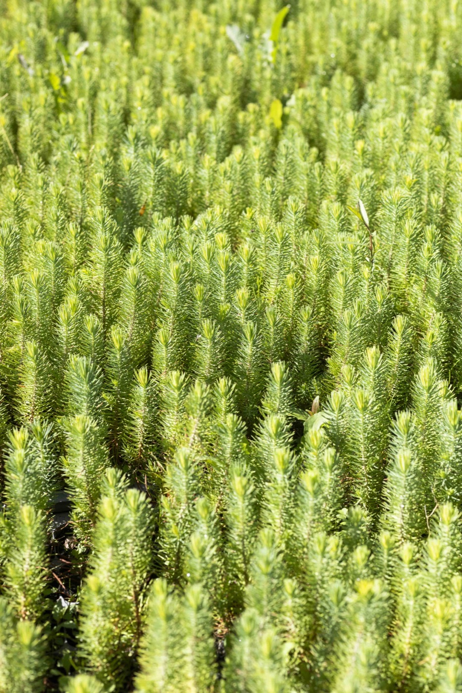 Nature as intelligence — regenerative AGI inspired by living systems