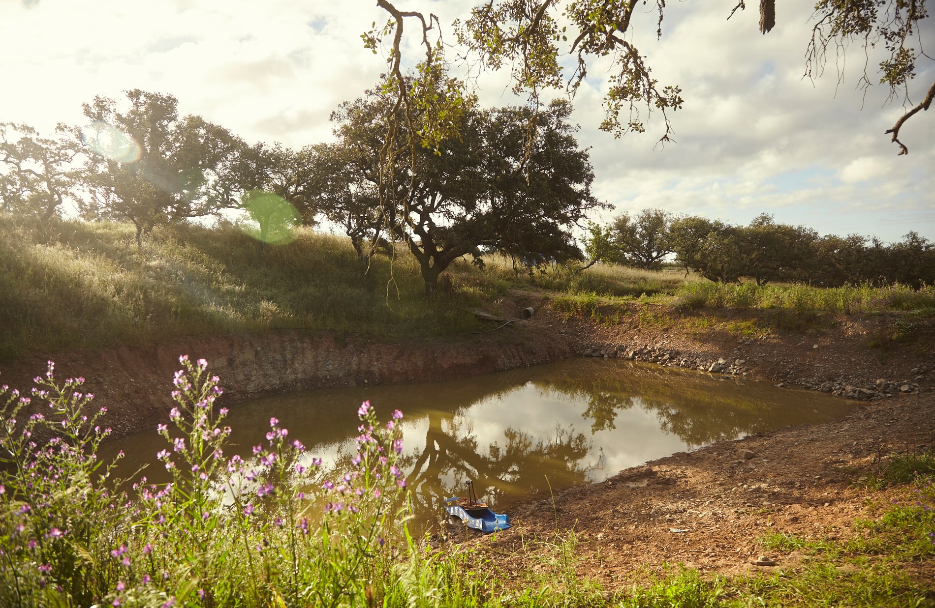 Regenerative landscape at Traditional Dream Factory